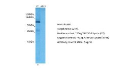 LZTR1 Antibody, Novus Biologicals 100 &mu;L; Unconjugated:Antibodies, Polyclonal
